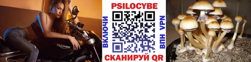 продажа наркотиков  Звенигород  Псилоцибиновые грибы GOLDEN TEACHER 